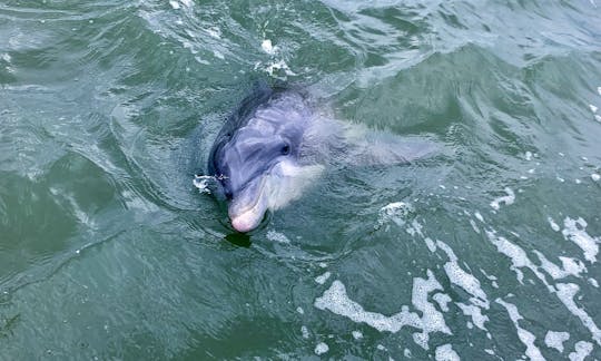 Say hi up close to a dolphin