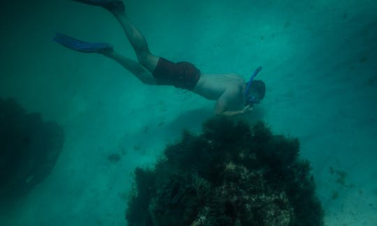 Ilha do Caranguejo, mergulho com snorkel e cruzeiro com golfinhos. Charter privado para até 6 pessoas