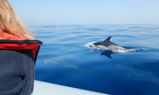 Swim With Dolphins 2H Private Whale Watching Tour from Funchal for 450€