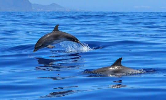 Excursão privada de observação de baleias de 2 horas para nadar com golfinhos saindo do Funchal por 450€