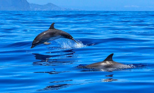 Swim With Dolphins 2H Private Whale Watching Tour from Funchal for 350€