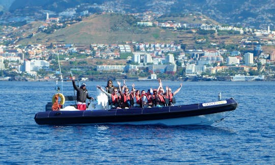 Excursão privada de observação de baleias de 2 horas para nadar com golfinhos saindo do Funchal por 450€