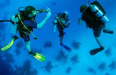 Two dives for certified divers in Fujairah