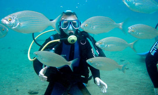 Two dives for certified divers in Fujairah