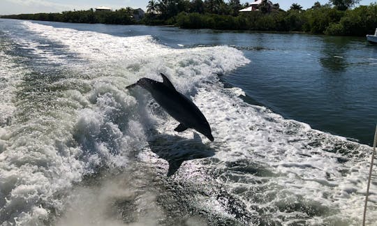 Dolphin fun