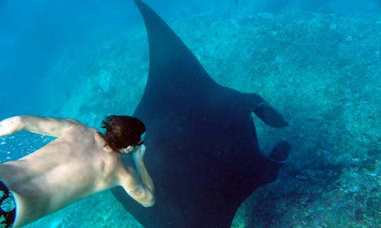 Snorkeling with Manta Rays in Bali. Starting price for the boat charter.
