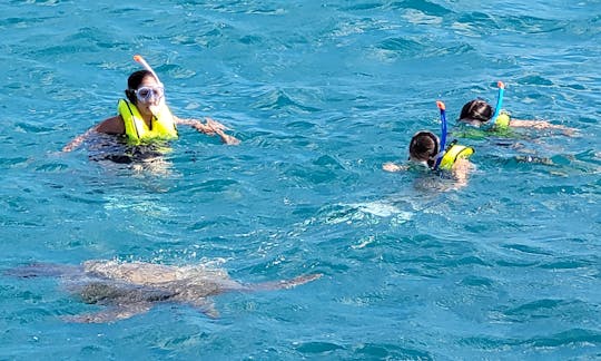 Snorkel With Sea Turtles