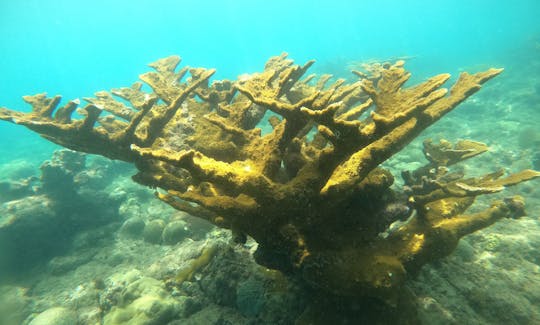 ELKHORN FOREST AWAITS IN RINCON'S MARINE RESERVE