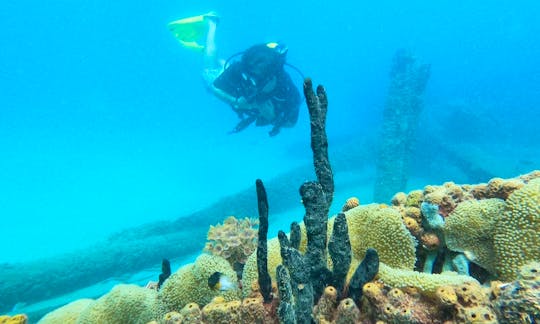 Beginner Diving Course! Discover and Try Scuba Diving - No experience necessary!