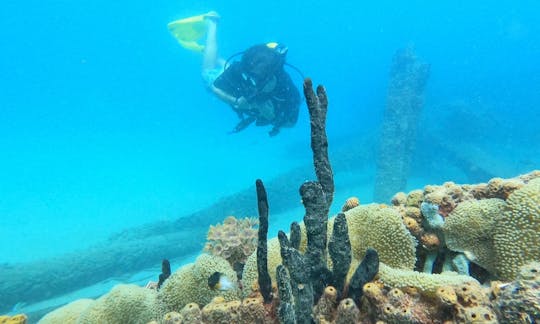 Discover colorful corals