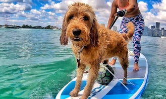Acworth Beach Lake Allatoona Cauble Park Paddleboarding (Pickup or Delivery!) Dog Friendly Standing Paddle Board SUP