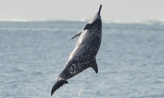 Aventura marítima com golfinhos nas Maurícias