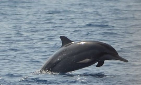 Aventura marítima com golfinhos nas Maurícias