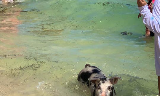 Ultimate SeaXscape Swim with the Pigs and Turtles $600 half day