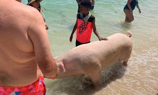 Small Group Tour Pigs/Turtles/Snorkeling/Lunch/Pickup/Dropoff