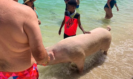 Swim with the Pigs and Turtles, Snorkel Lunch/Drinks Conch Show Pickup and drop off included