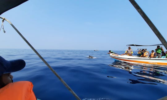 Dolphins Kalpitiya- Boat Trip