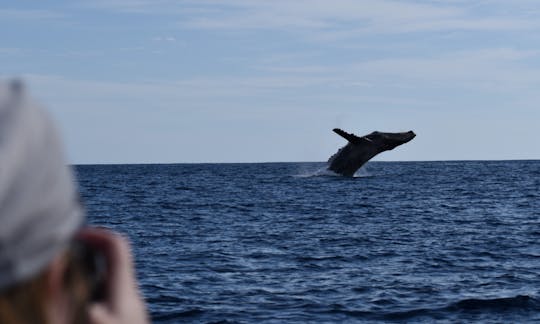 Observation des baleines avec photos de la visite incluses sur 26 pieds de Panga