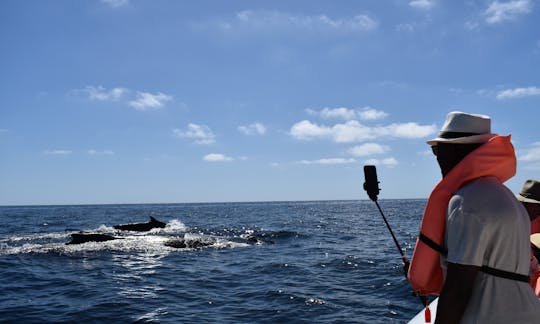 Observation des baleines avec photos de la visite incluses sur 26 pieds de Panga