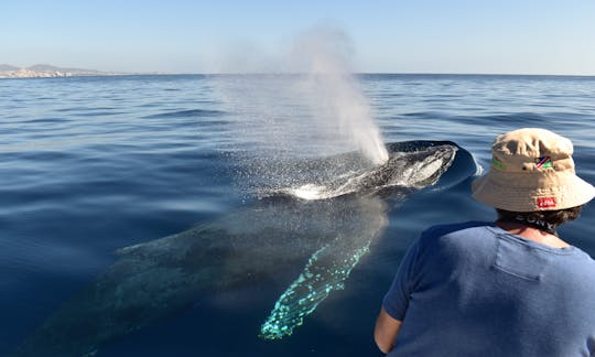 Observation des baleines avec photos de la visite incluses sur 26 pieds de Panga