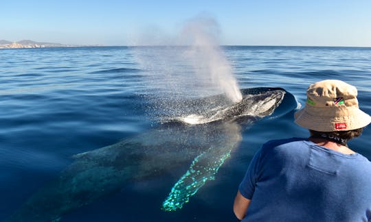 Whale Watching with Tour photos included on  26 ft Panga