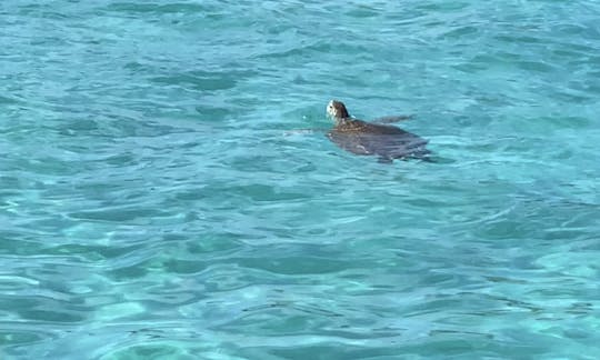 32ft Proline 4 Island Snorkeling Tour in Bahamas!