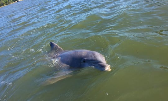 2hr Mini RIB Boat Dolphin Tour in Hilton Head Island
