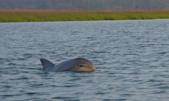 Passeio privado com golfinhos na Ilha Hilton Head