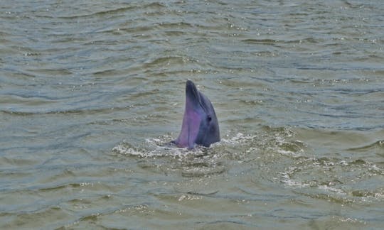 Passeio privado com golfinhos na Ilha Hilton Head