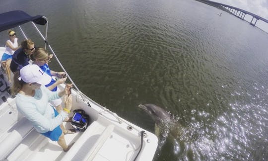 Private Dolphin Tour on Hilton Head Island