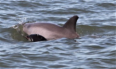 Feux d'artifice : excursion avec les dauphins au coucher du soleil sur l'île Hilton