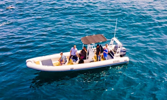 2014 Desina 28ft Custom RIB Dolphin Watching and All Day Catalina Island Adventure