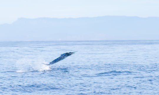 Tour de pesca deportiva Bertram Charters de 48 pies, medio día y 5 horas