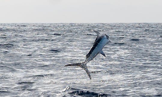 Tour de pesca deportiva Bertram Charters de 48 pies, medio día y 5 horas