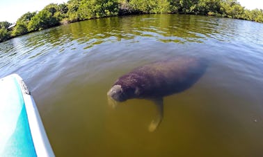 ¡Elimine el alquiler de kayaks y tablas de remo! ¡Visitas ecológicas guiadas para toda la familia!