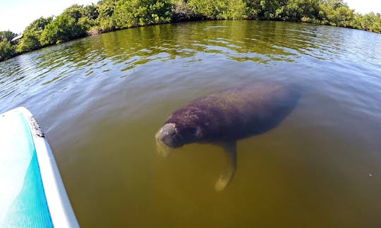 Clear Kayak and Paddleboard rentals! Guided Eco Tours for the whole family!!