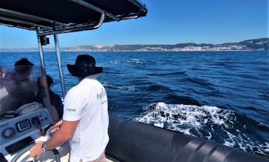 Excursão privada de observação de golfinhos em Troia, Município de Setúbal