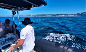 Private Dolphin Watching Tour in Troia, Setúbal Municipality