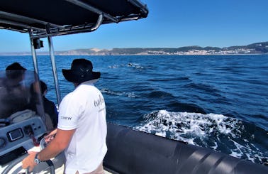 Private Dolphin Watching Tour in Troia, Setúbal Municipality