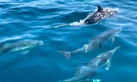 Dolphin/Whale Watching Offshore Ocean Adventure on 37ft Express Cruisers Yacht!!
