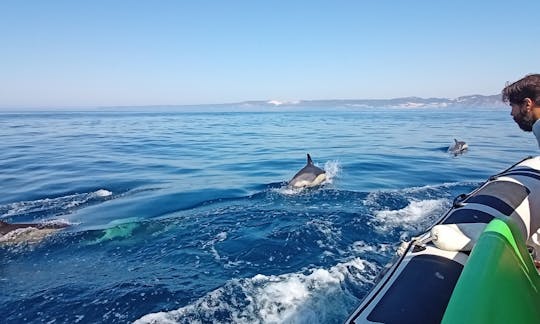 Avistamiento de delfines y recorrido por playas secretas en Sesimbra