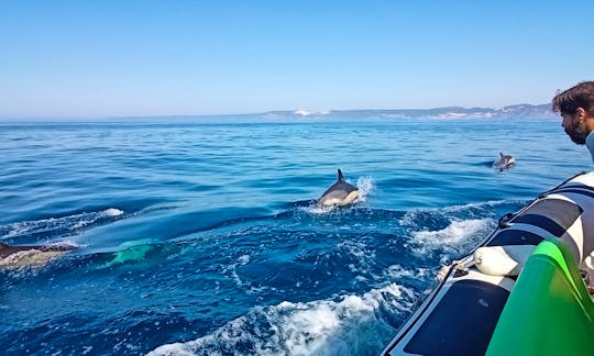 Dolphin Watching and Secret Beaches Tour in Sesimbra