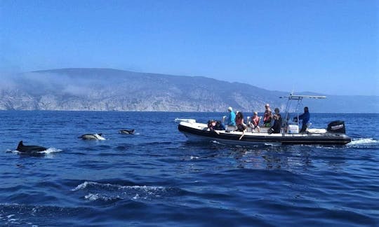 Dolphin Watching and Secret Beaches Tour in Sesimbra