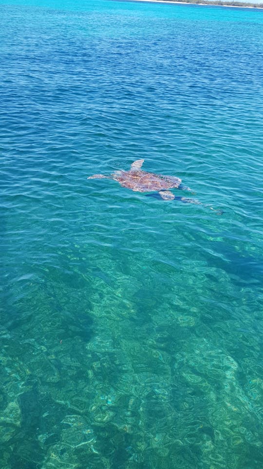 Tutrles, Snorkeling Beach day!