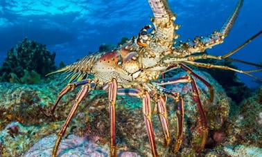 Aventura de lagosta nas Ilhas Turks e Caicos