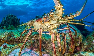 Lobster Adventure in Turks and Caicos Islands