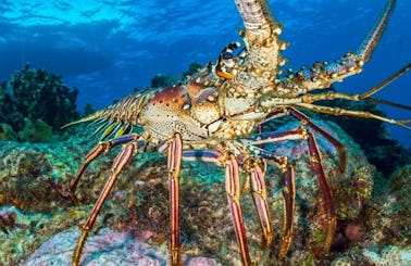 Lobster Adventure in Turks and Caicos Islands