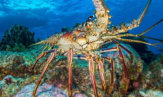 Lobster Adventure in Turks and Caicos Islands