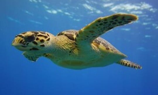 Snorkeling in Turks and Caicos Islands