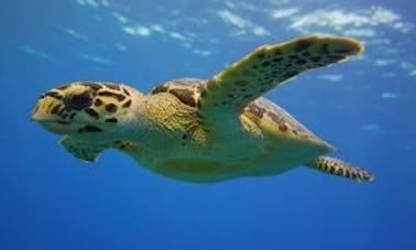 Esnórquel en las Islas Turcas y Caicos